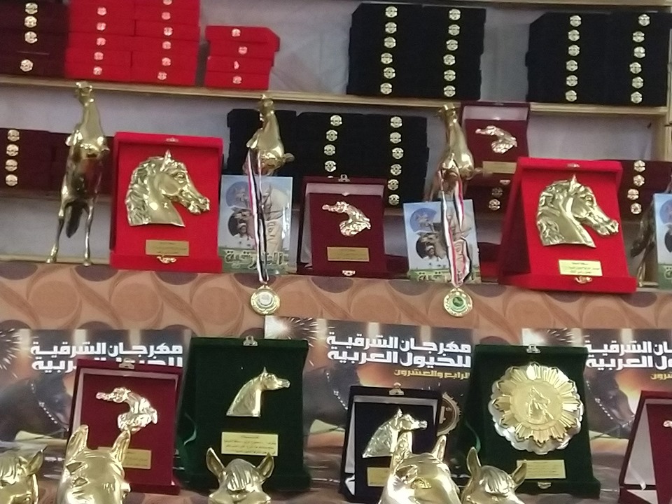  مهرجان الشرقية للخيول العربية  (2)