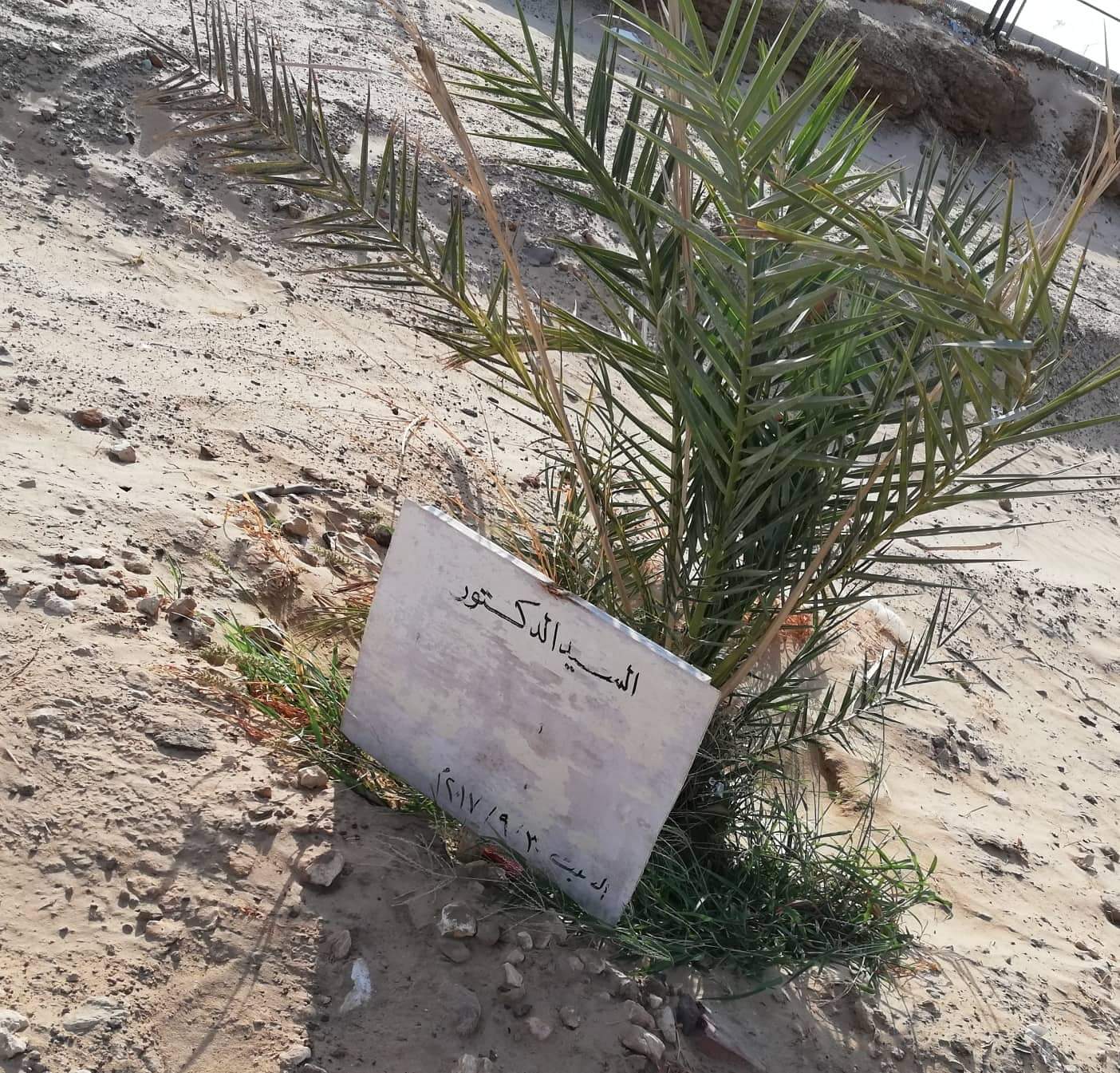 شجرة الدكتور فاروق التلاوي