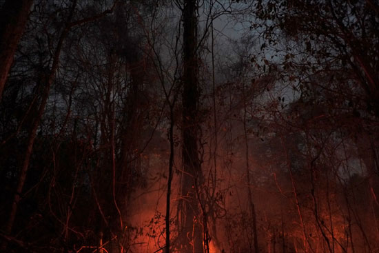 نيران حرائق الغابات