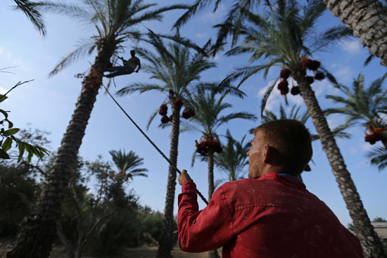 رجل-فلسطيني-يمتد-من-شجرة-نخيل-في-دير-البلح-بوسط-قطاع-غزة