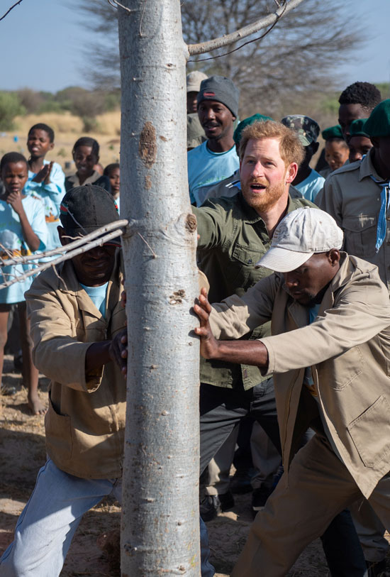 الأمير هاري يشارك في زراعة شجرة فى-بوتسوانا