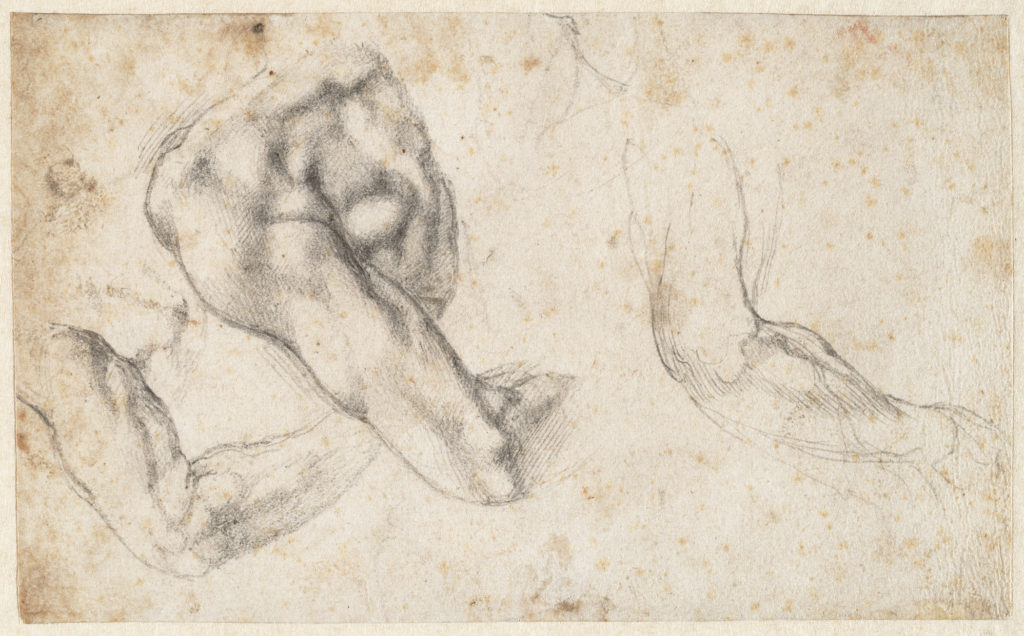 ثلاث دراسات عن الذراع والكتف الأيسر ، تُرى من الظهر (1523–2424)