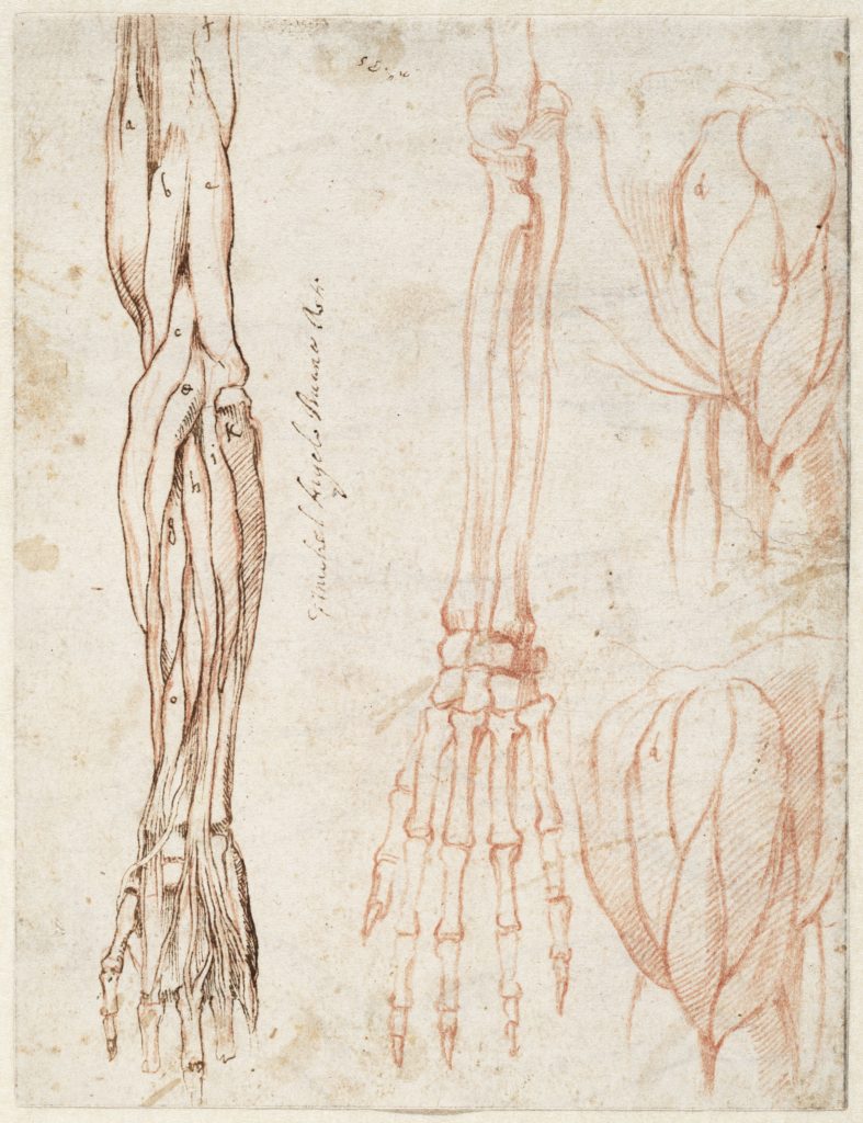 دراسات عن الذراع الأيسر والكتف (1515–1520)