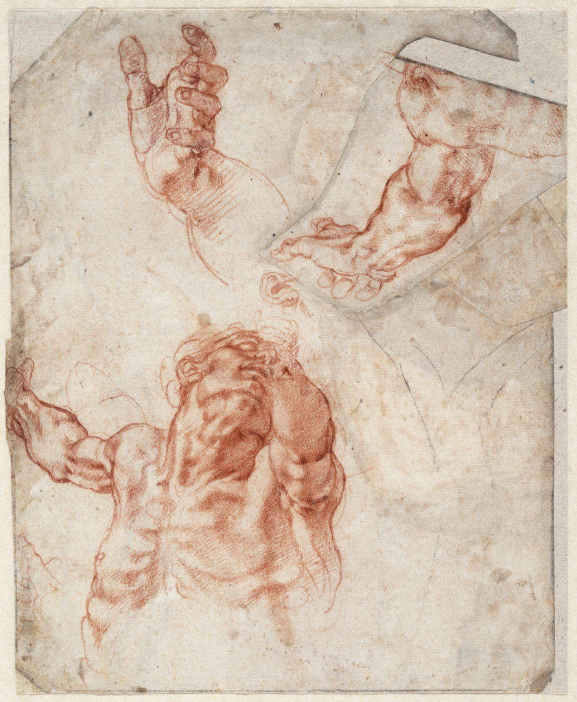 دراسات الجزء العلوي من الجسم لرجل ودراسات منفصلة للذراع واليد والأذن؛ رسم شجرة (١٥١١-١٢)