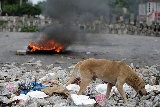 كلب-يمشي-وسط-القمامة-عند-أحد-المتاريس