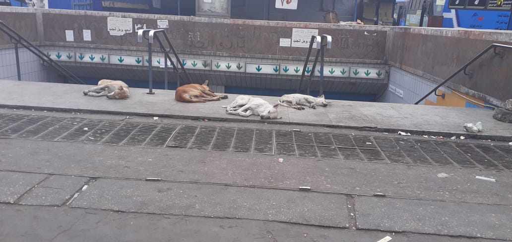 انتشار الكلاب الضالة امام محطة مترو روض الفرج