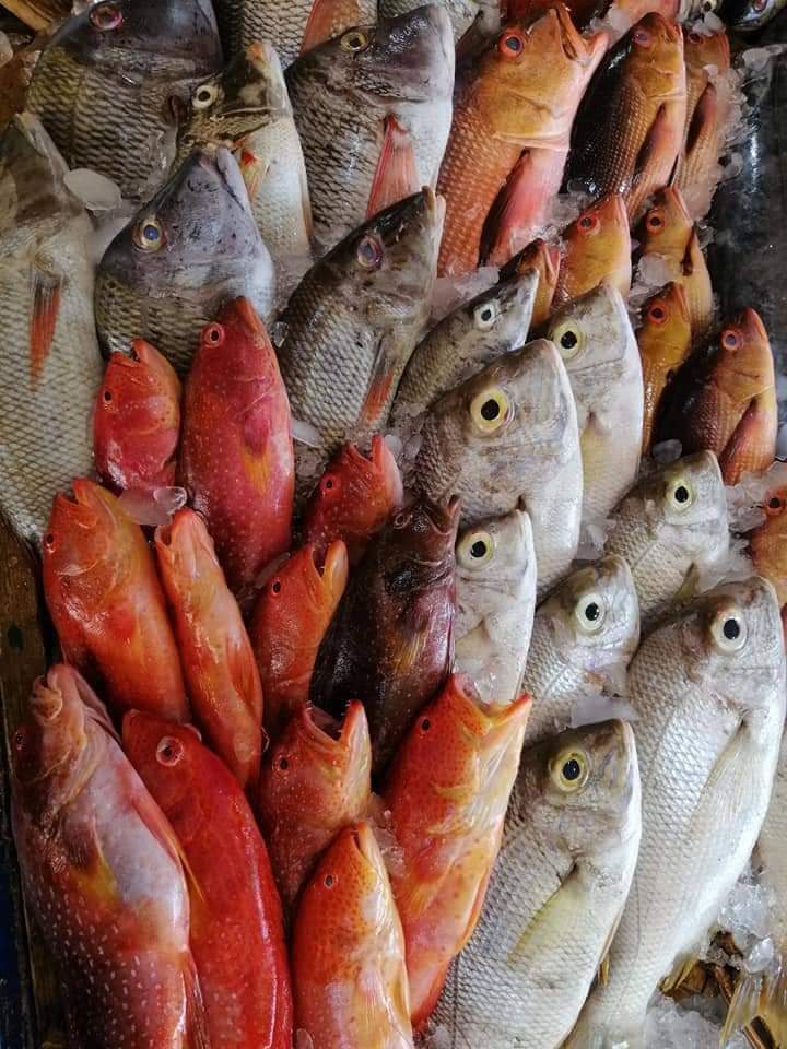 سوق السمك فى البحر الأحمر