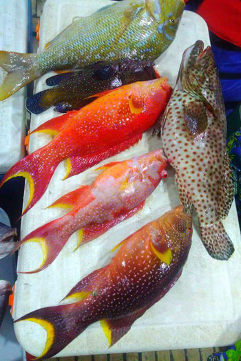  أغلى أسماك البحر الأحمر (5)