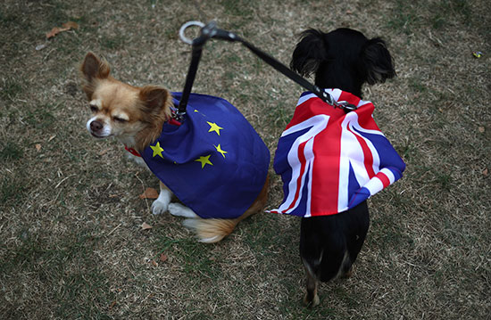 كلبان يرتديان علما بريطانيا والاتحاد الأوروبى
