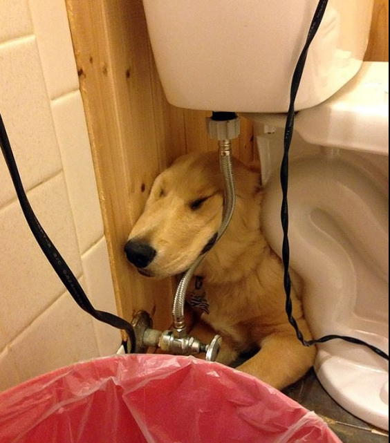 كلب خلف مرحاض
