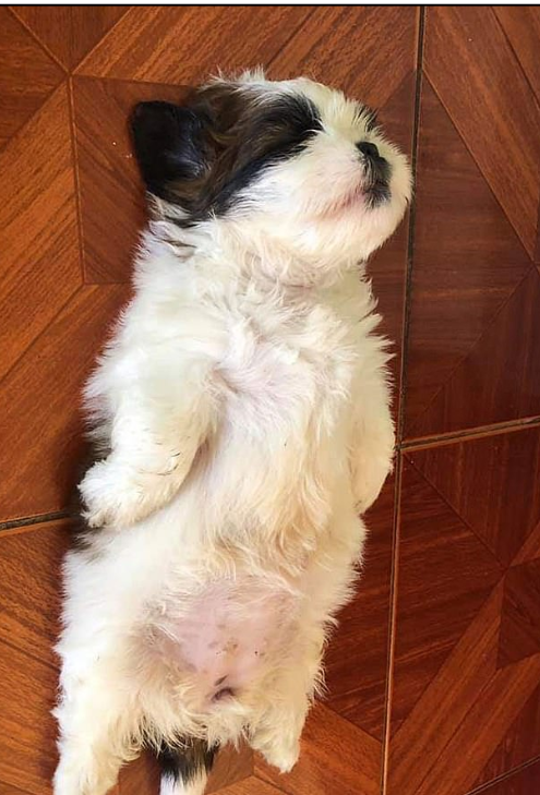 كلب ينام على الأرض