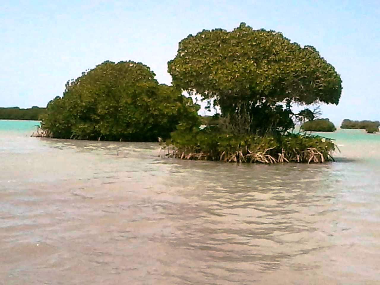 صور المانجروف أهم أشجار البحر الأحمر تنمو بعدة جزر بالمحافظة