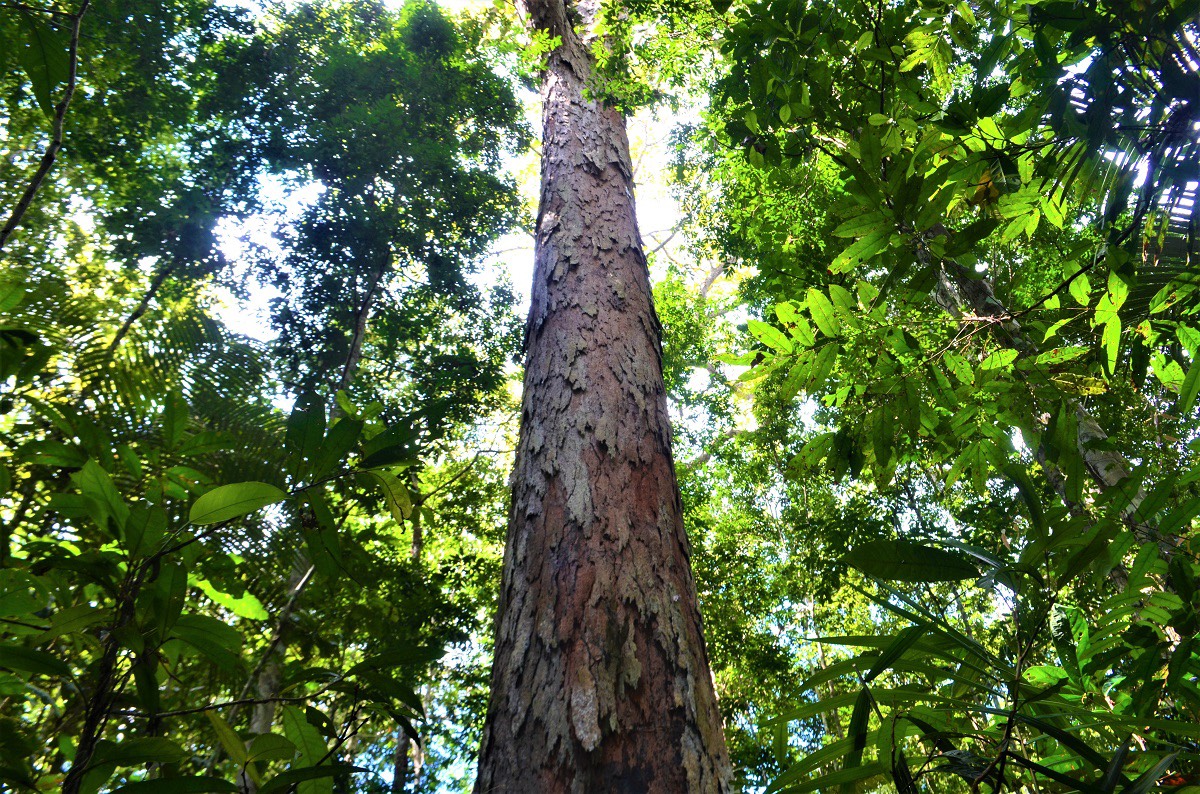 ارتفاع اطول شجرة فى الامازون 88 مترا