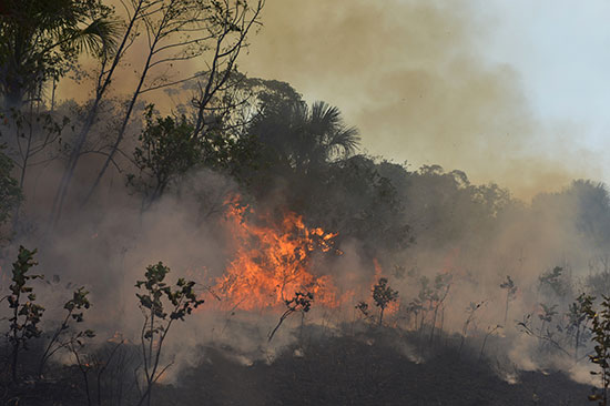 سكان منطقة أغوا ابوا يحاولون السيطرة على النقاط الساخنة فى حرائق الأمازون (1)