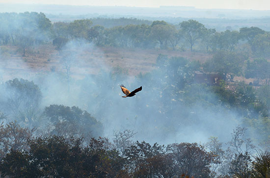 سكان منطقة أغوا ابوا يحاولون السيطرة على النقاط الساخنة فى حرائق الأمازون (7)
