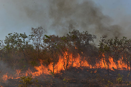 سكان منطقة أغوا ابوا يحاولون السيطرة على النقاط الساخنة فى حرائق الأمازون (6)
