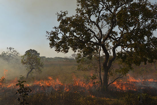 2019-09-04T233853Z_1627155747_RC1B18A07A10_RTRMADP_3_BRAZIL-ENVIRONMENT-WILDFIRES