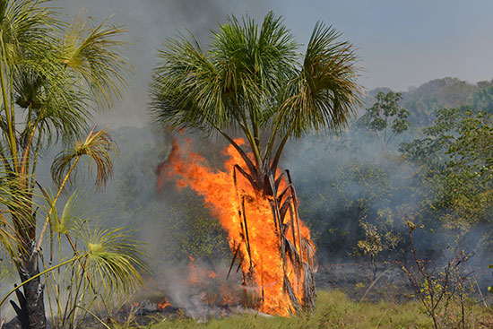 سكان منطقة أغوا ابوا يحاولون السيطرة على النقاط الساخنة فى حرائق الأمازون (3)