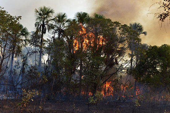 سكان منطقة أغوا ابوا يحاولون السيطرة على النقاط الساخنة فى حرائق الأمازون (4)