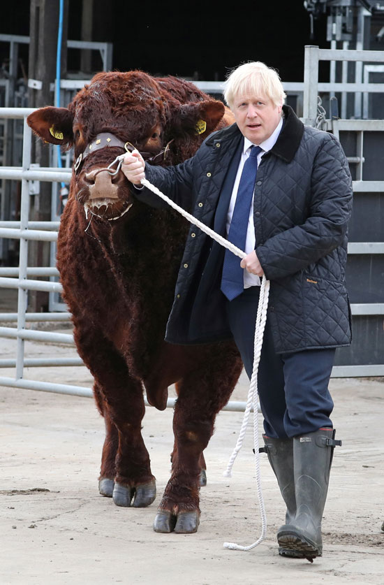 جونسون يلاعب الأبقار