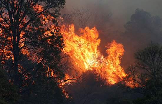 حرائق غابات استراليا