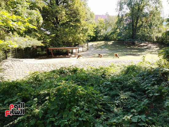 شاهد لقطات نادرة لحديقة حيوان برلين بألمانيا (24)