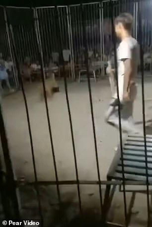 نمر يهرب من قفص خلال عرض سيرك فى الصين  (1)