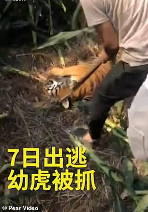 نمر يهرب من قفص خلال عرض سيرك فى الصين  (4)