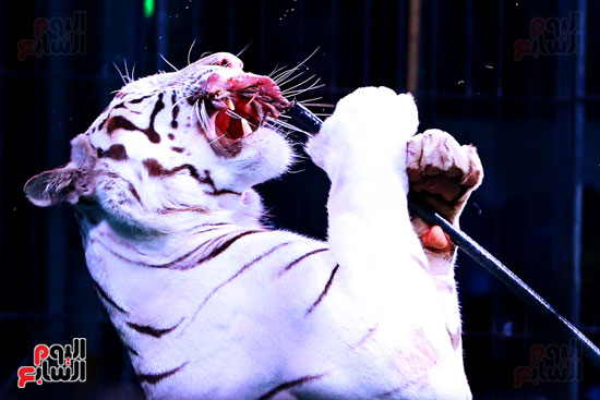 النمر الأبيض يأكل اللحم