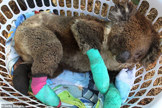 صالة للألعاب الرياضية تتحول إلى مستشفى للحيوانات فى أستراليا ..صور  (8)