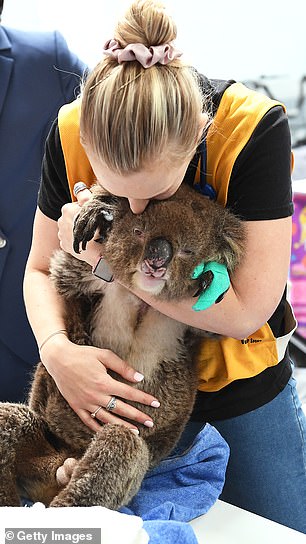 صالة للألعاب الرياضية تتحول إلى مستشفى للحيوانات فى أستراليا ..صور  (9)