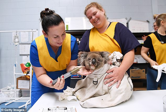 صالة للألعاب الرياضية تتحول إلى مستشفى للحيوانات فى أستراليا ..صور  (7)