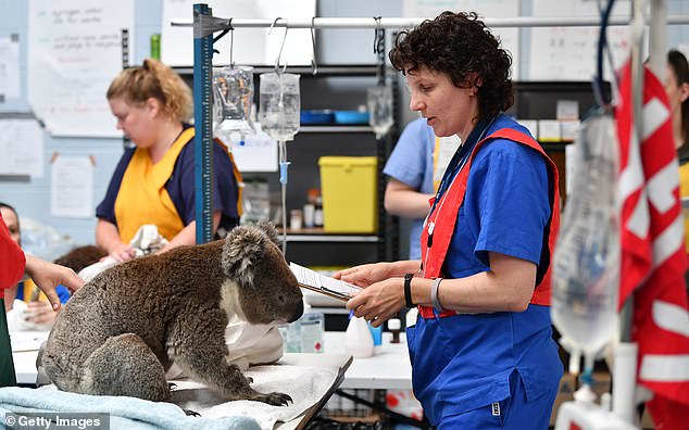 صالة للألعاب الرياضية تتحول إلى مستشفى للحيوانات فى أستراليا ..صور  (1)
