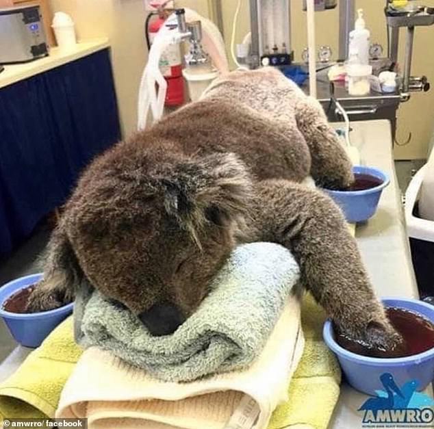 صالة للألعاب الرياضية تتحول إلى مستشفى للحيوانات فى أستراليا ..صور  (5)