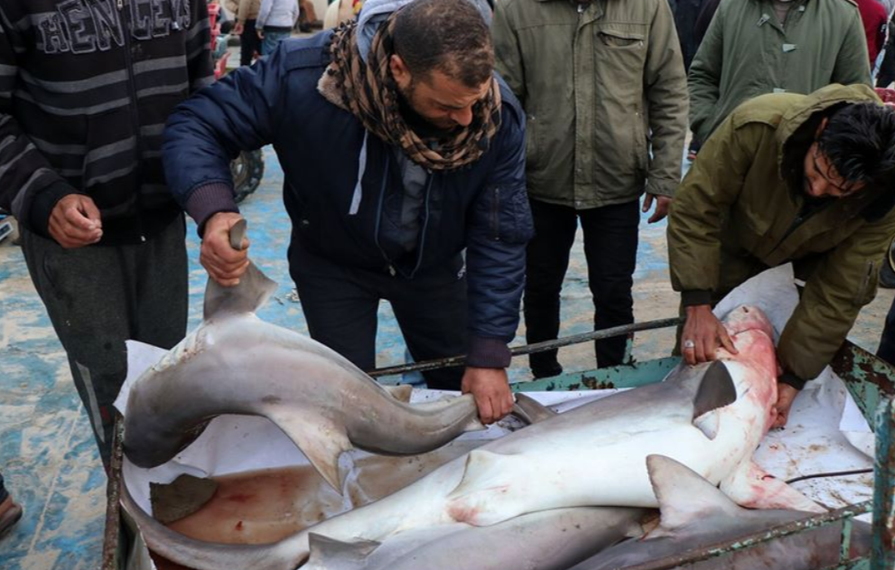 صيادو غزة يوقعون بأسماك القرش