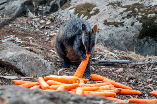 أحد الحيوانات تاكل الجزر الملقى من قبل موظفوا الحياة البرية الأسترالية