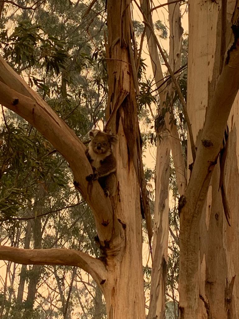 الكوالا تعود الى غابات استراليا