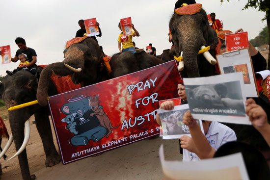 فيلة-فى-تايلاند-تشارك-فى-مسيرة-ضد-حرائق-الغابات-باستراليا