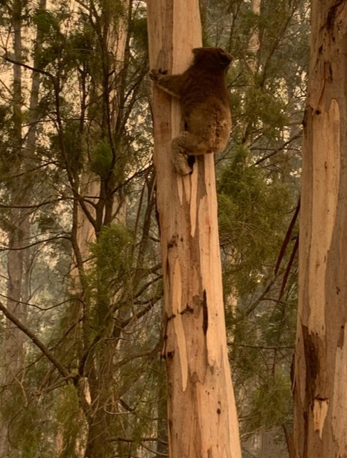 الكوالا تلعب على الاشجار