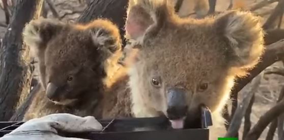 الكوالا تشرب الماء من يد رجال الإطفاء فى أستراليا