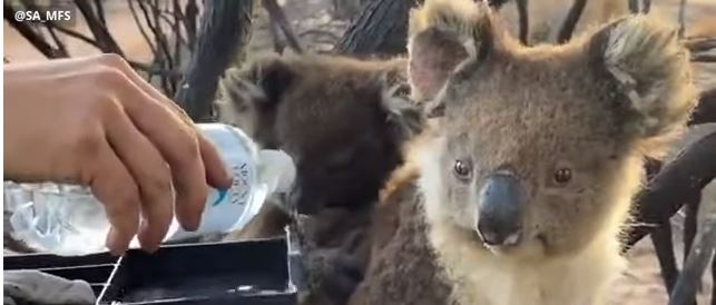 حيوان الكوالا ينجو من الحرائق فى أستراليا
