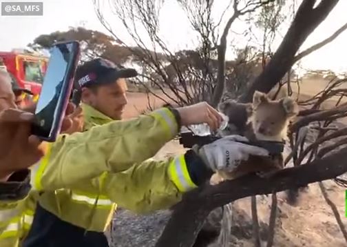 رجال إطفاء فى أستراليا يوفرون الماء لكوالا عطشان