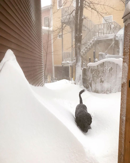 كلب يبحث عن مكان يختبئ من الثلوج
