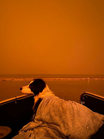 كلب مُغطى ببطانية على سماء برتقالية اللون بينما تندلع حرائق الغابات