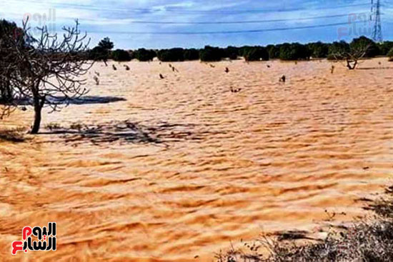 أمطار-الخير-تروي-الزراعات-بالوديان-وتملأ-خزانات-السدود-والآبار-بصحراء-مطروح-(4)