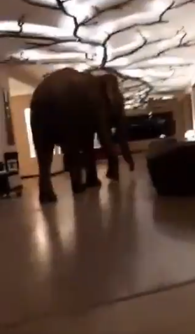 الفيل يتجول فى الفندق
