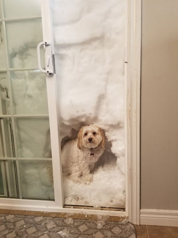 كلب يجلس فى الثلج يغطي مدخل منزل
