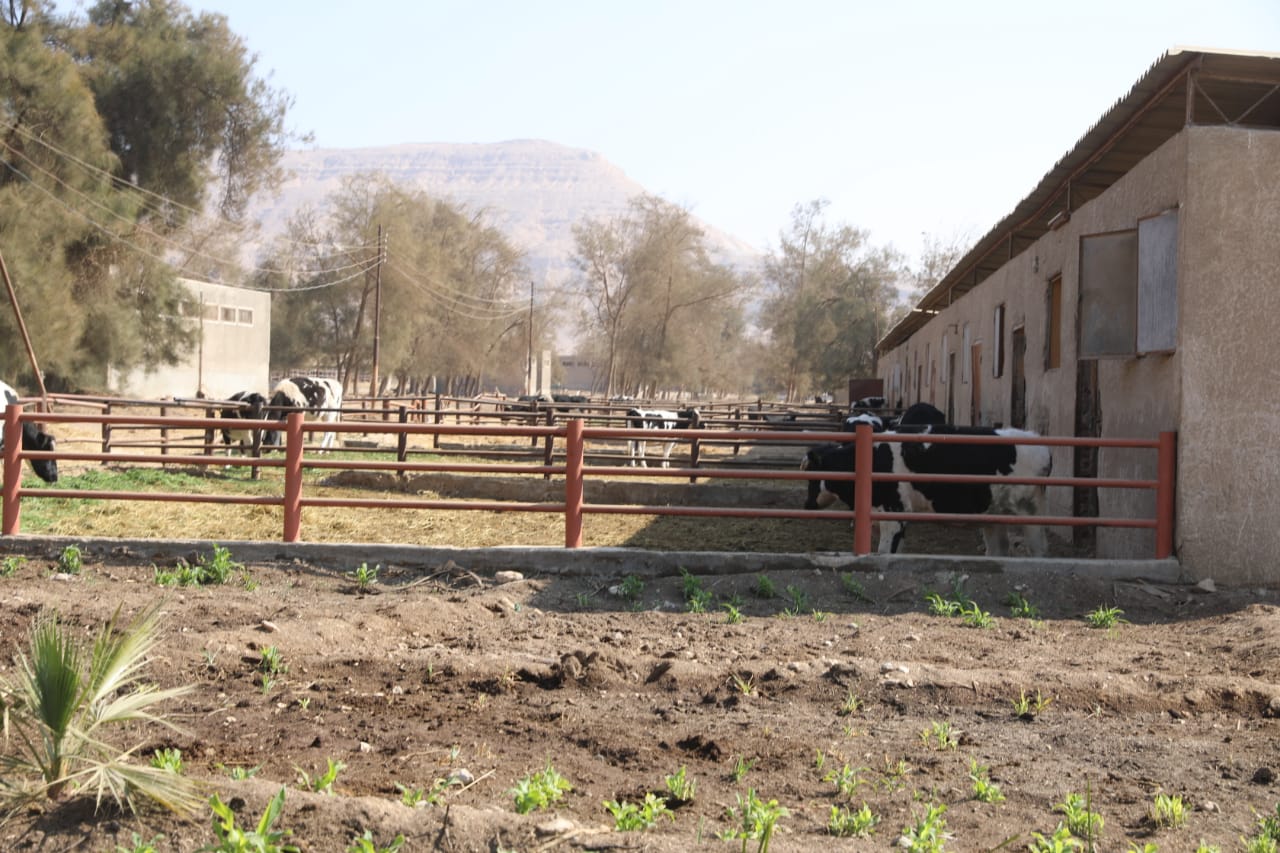 المشروعات الإنتاجية بسوهاج (8)