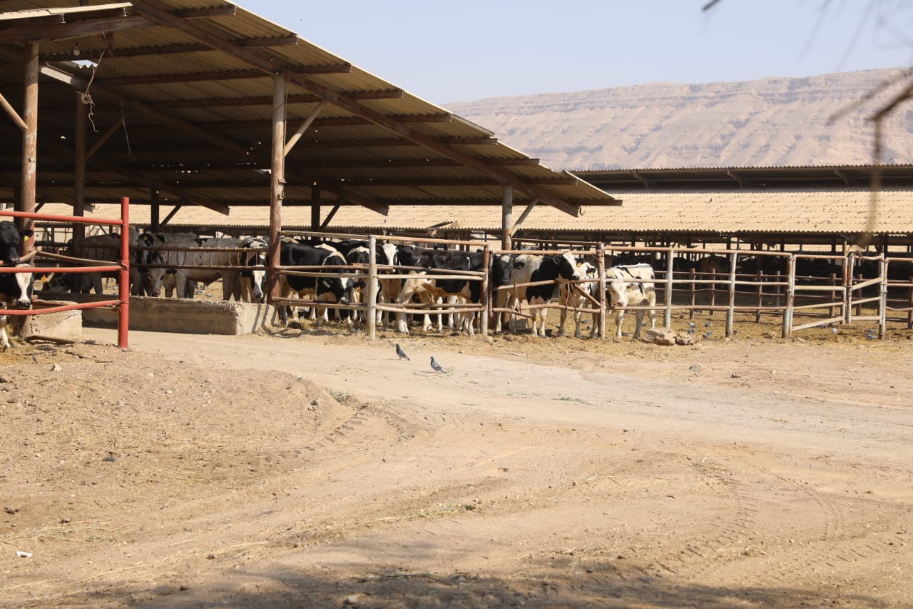 المشروعات الإنتاجية بسوهاج (2)