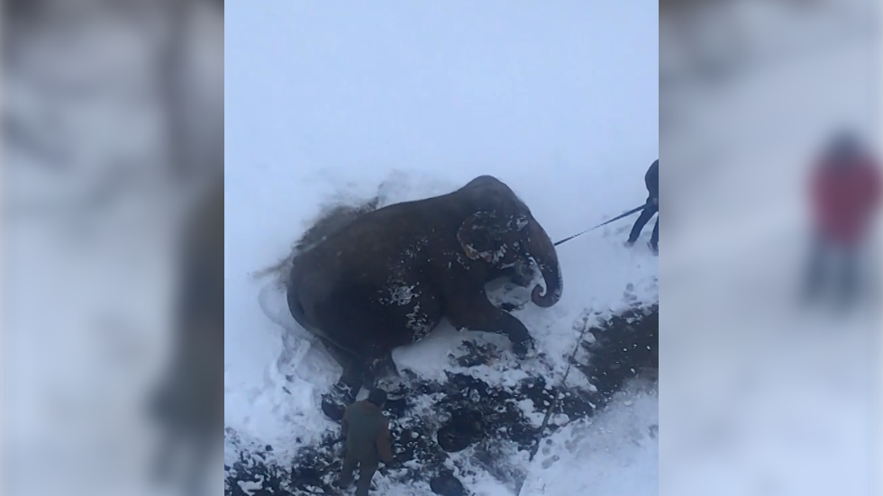 الفيل يستمتع فى الثلج